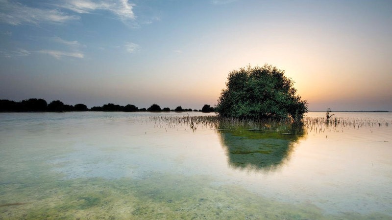 شكلت الغابات المذهلة التي تنمو في الماء عنصراً أساسياً ضمن التصميم الجمالي للعرض الذي سيقام في أبوظبي يوم 2 ديسمبر،
