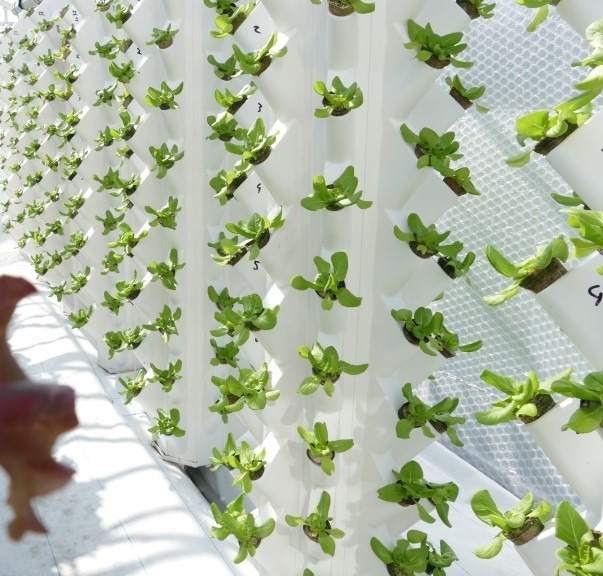 The first harvest should be ready in around six weeks and will be used in