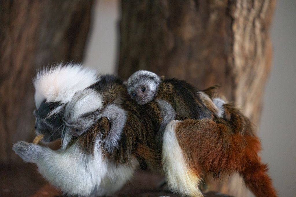 THE GREEN PLANET ANNOUNCE THE BIRTH OF ITS COTTON-TOP TAMARIN TWINS